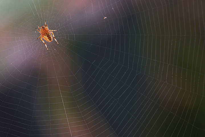 Araneus sp.